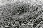 winter reeds photograph