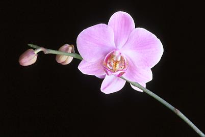 orchid picture 