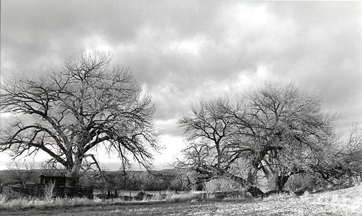 cottonwoods on the chama river