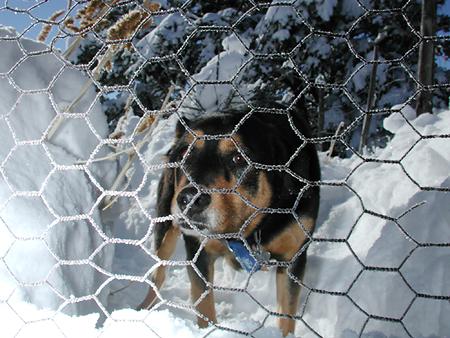 picture of dog in snow