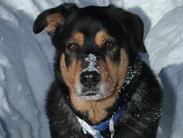 picture of dog in snow