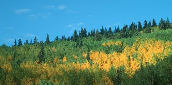 Aspen picture