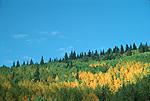aspen picture