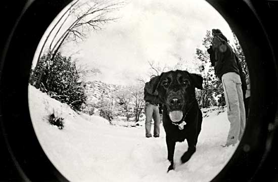 fisheye photo, labrador in the snow