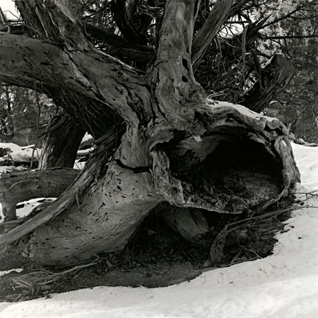tree stump with hollow 