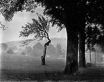 picture by william parker little "Negative #499"