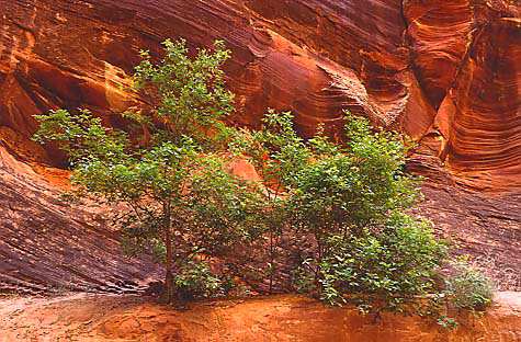  Paria River Image "The Watchful Eye"