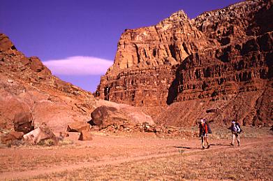 photograph of lizard