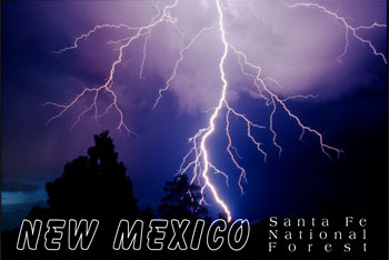 Forest Road 79 - Photo Magnet - Magnets