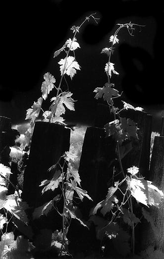 Grape Vines Black and White Image