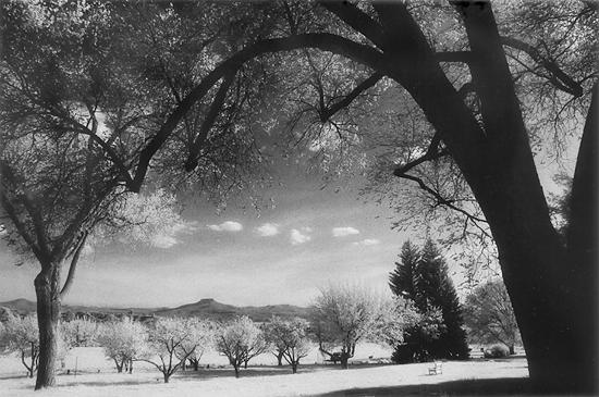 ghost ranch in spring bloom