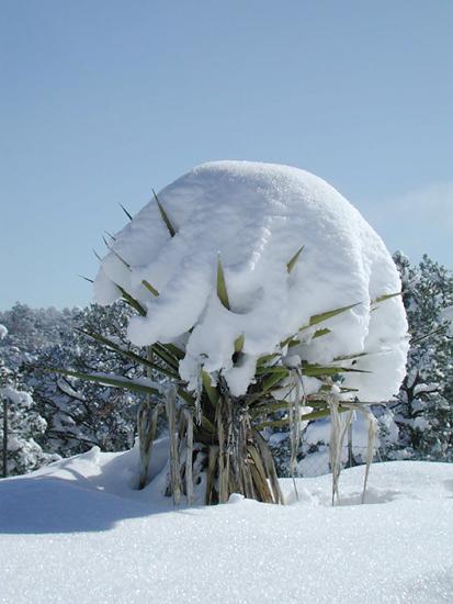 picture of record snow in canada de los alamos