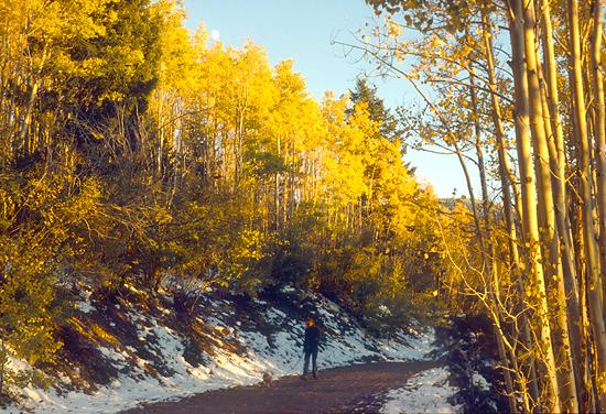 Aspen and Snow picture