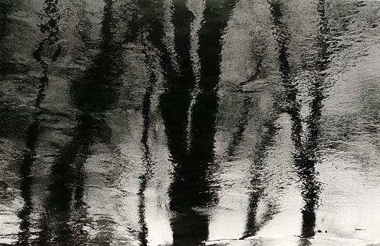 tree reflections on ice