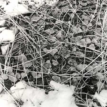 reeds and leaves in the snow