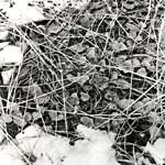 winter reeds and leaf litter