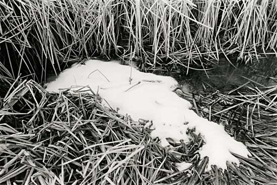 tall reeds with snow on foreground