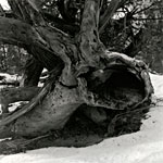 tree stump with hollow