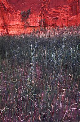 photograph Many Springs