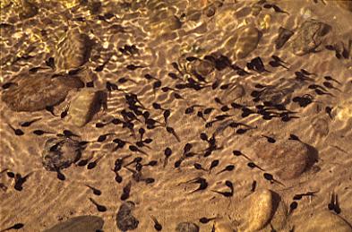 picture of tadpoles